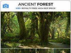 439张高清古老茂密植被森林雨林参考图片合集