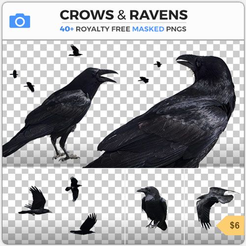 48P高清乌鸦和渡鸦不同姿势PNG透明免抠图片集CROWS & RAVENS