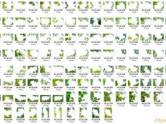 160P 植物绿叶单叶枝叶落叶前景PNG免抠素材