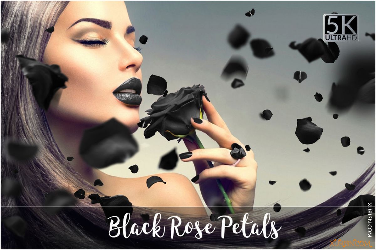 平面素材-20张5K黑玫瑰花瓣PNG透明图片叠加合成素材(3)